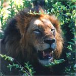 Lion Ecotraining